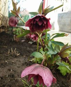 15 03,Helleborus Double Ellen Red