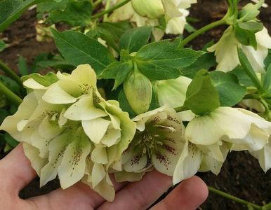 Helleborus Double Ellen White Spotted