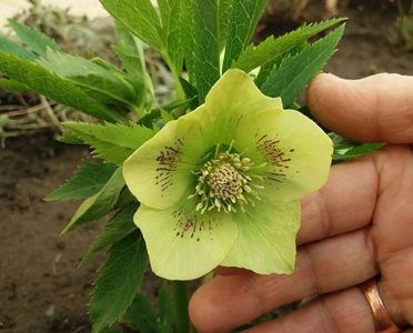 Helleborus Yellow Lady