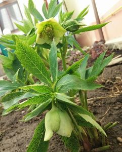 Helleborus Yellow Lady