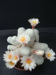 Mammillaria herrerae albiflor