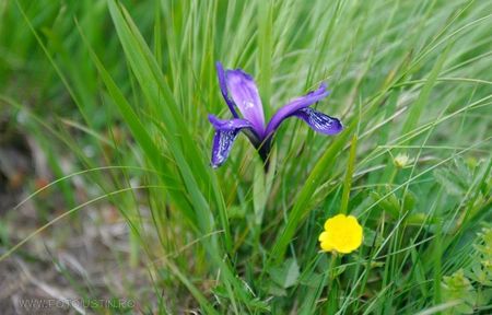 Stanjenel mic de munte, iris pitic (Iris ruthenica)