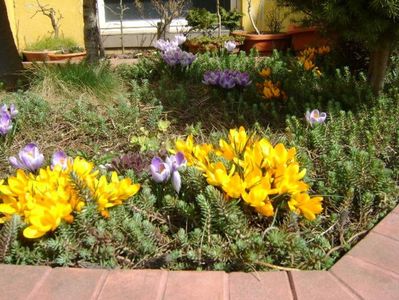martie 2018 - Crocusi