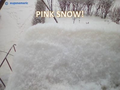 PINK SNOW!; Zapada asezata pana ieri este alba dar cea de azi este .... ROZ!!!!
