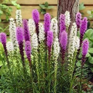 liatris-spicata-stea-stralucitoare-alba-mov-bulb-pucioasa