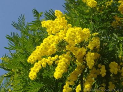 Golden Mimosa - Acacia Baileyana