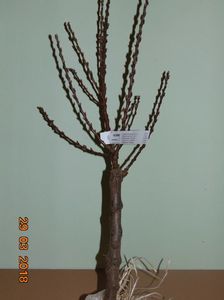 piersic dwarf CRIMSON ( altoit pe tulpina la 50 cm)