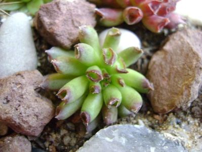 Sempervivum tectorum cv. Oddity