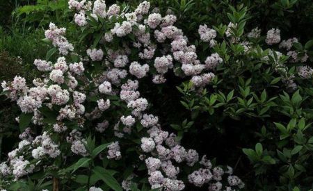 deutzia-hybrida-pink-pom-pom-20