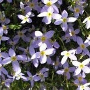 Houstonia caerulea millards variety; lila-bleu, 0,1-0,2m, april-iul, semiumbra-umbra, (-34gr c), 8ron, dianadia
