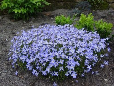 Houstonia caerulea millards variety