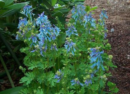 Corydalis elata; blue, semiumbra, 30-40 cm, mai-iul, 15ron, dianadia
