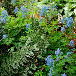 Corydalis-elata