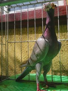 Photo1018