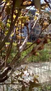 Altoire cires"Kordia" pe portaltoi corcodus rosu "Prunus cerasifera Nigra".