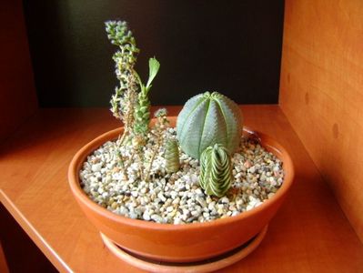 Grup de 5 suculente; Euphorbia obesa
Crassula barklyi
Crassula cv ‘’Buddha.s Temple’’
Monadenium guentheri
Trichodiadema bulbosum
