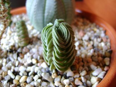 Crassula cv. ‘’Buddhas Temple’’