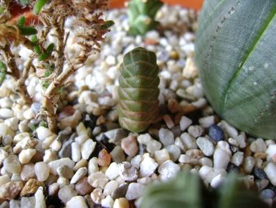 Crassula barklyi