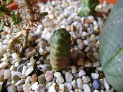 Crassula barklyi