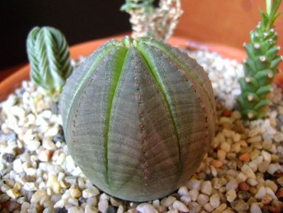 Euphorbia obesa