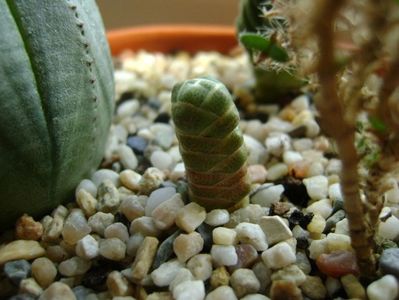 Crassula barklyi