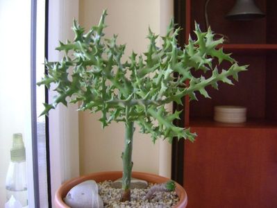 Euphorbia stenoclada