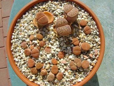 Lithops; Prima udare dupa schimbarea frunzelor - 10 apr. 2018
