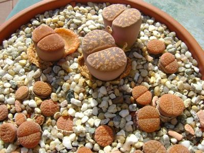 Lithops; Prima udare dupa schimbarea frunzelor - 10 apr. 2018
