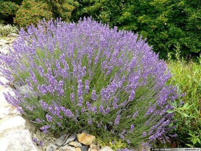 lavandula_angustifolia_9