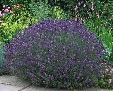 lavandula hidcote blue 8