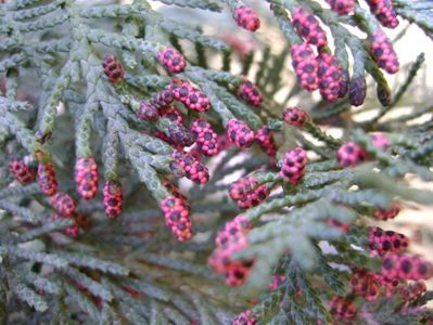 Thuja