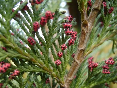 Thuja