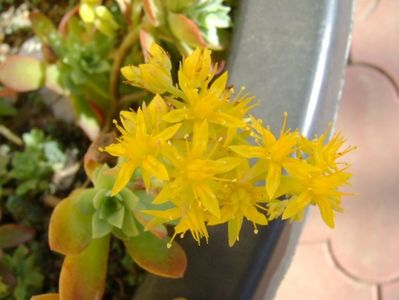 Sedum palmeri