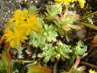 Sedum palmeri