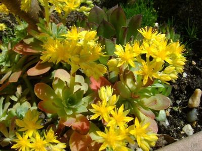 Sedum palmeri