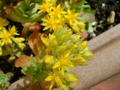 Sedum palmeri