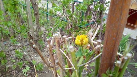 Kerria japonica Pleniflora; Tufa tunsa in toamna
