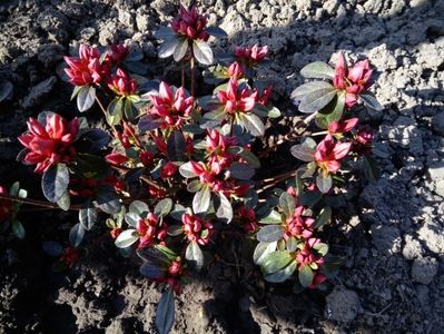 azalea japonica orange beauty