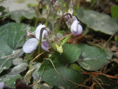 Sweet White Violet (2018, March 12)