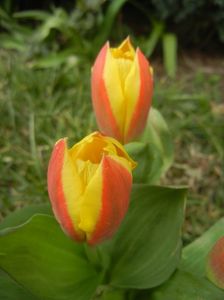 Tulipa Stresa (2018, March 31)