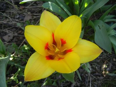 Tulipa Stresa (2018, April 04)