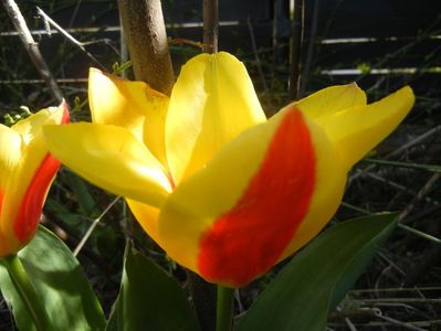 Tulipa Stresa (2018, April 04)