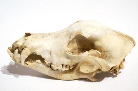Craniu de lup