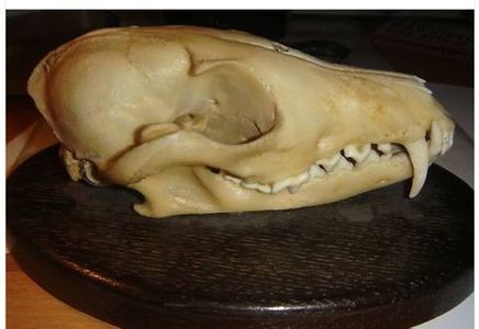 Craniu de vulpe_4