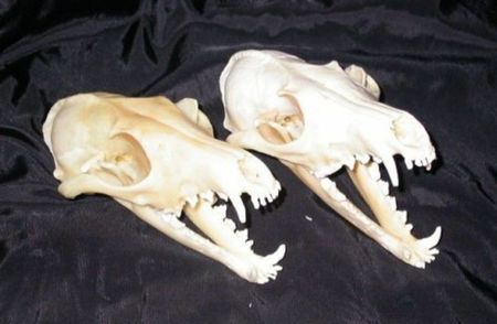 Doua cranii de vulpe 5