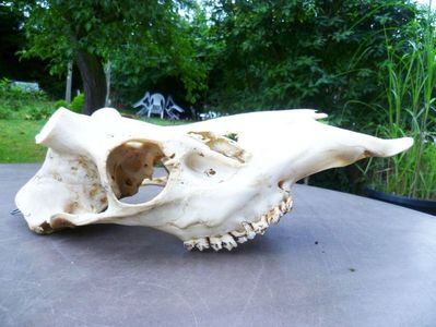 Craniu de cerb cu dentitie; Se preteaza foarte bine pentru refacerea unui trofeu de vanatoare, daca aveti deja o pereche de coarne frumoase de cerb .

