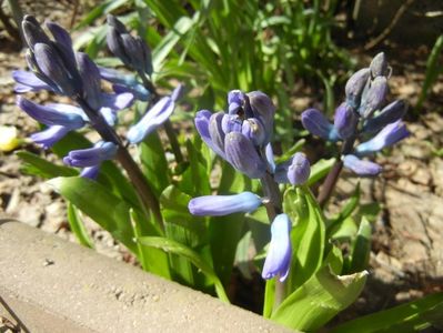 Hyacinth Delft Blue (2018, April 04)