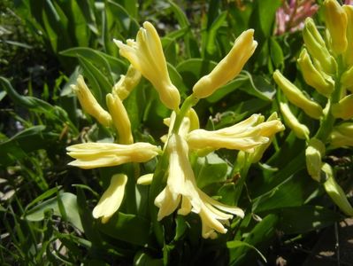 Hyacinth Yellow Queen (2018, April 04)