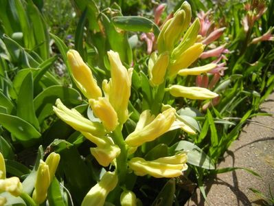 Hyacinth Yellow Queen (2018, April 04)