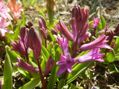 Hyacinth Purple Sensation (2018, Apr.04)